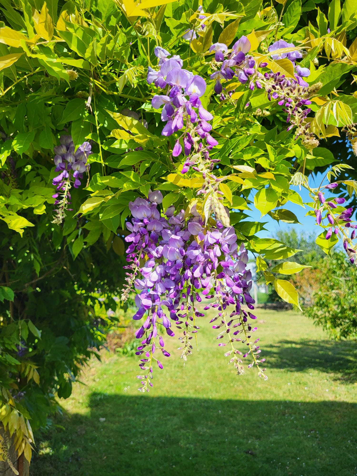 Glycine en fleur dans le jardin