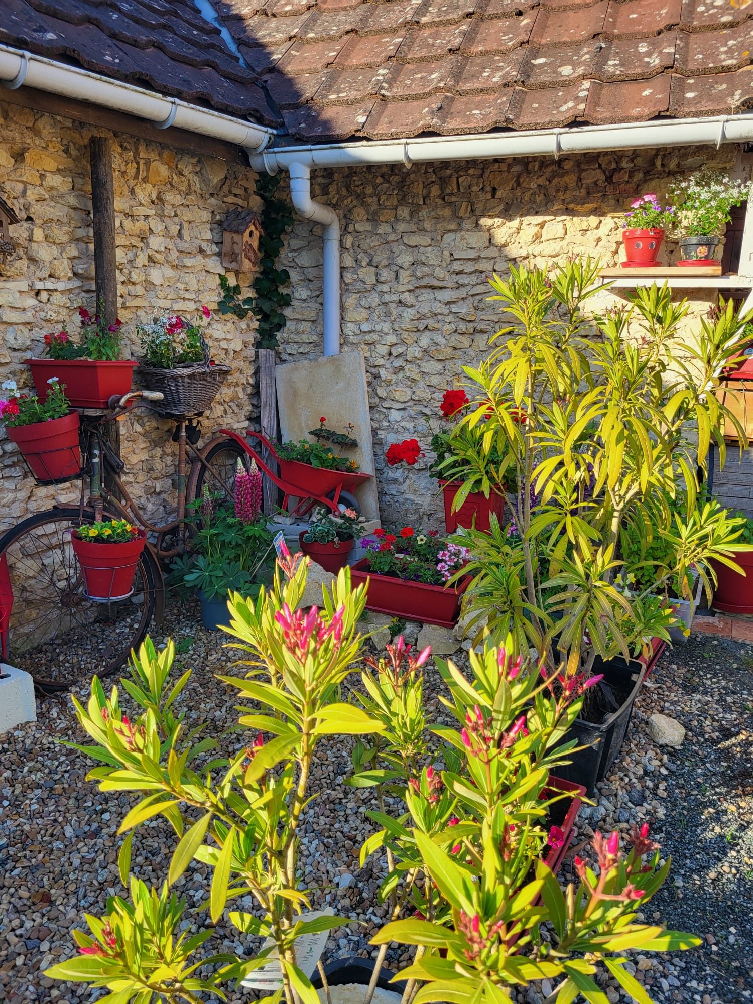 Rosier rouge en pleine floraison